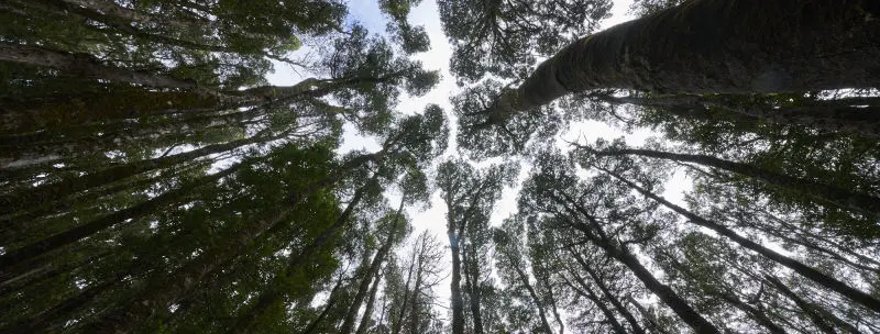 Large trees near Cradle Mountain - Tasmania