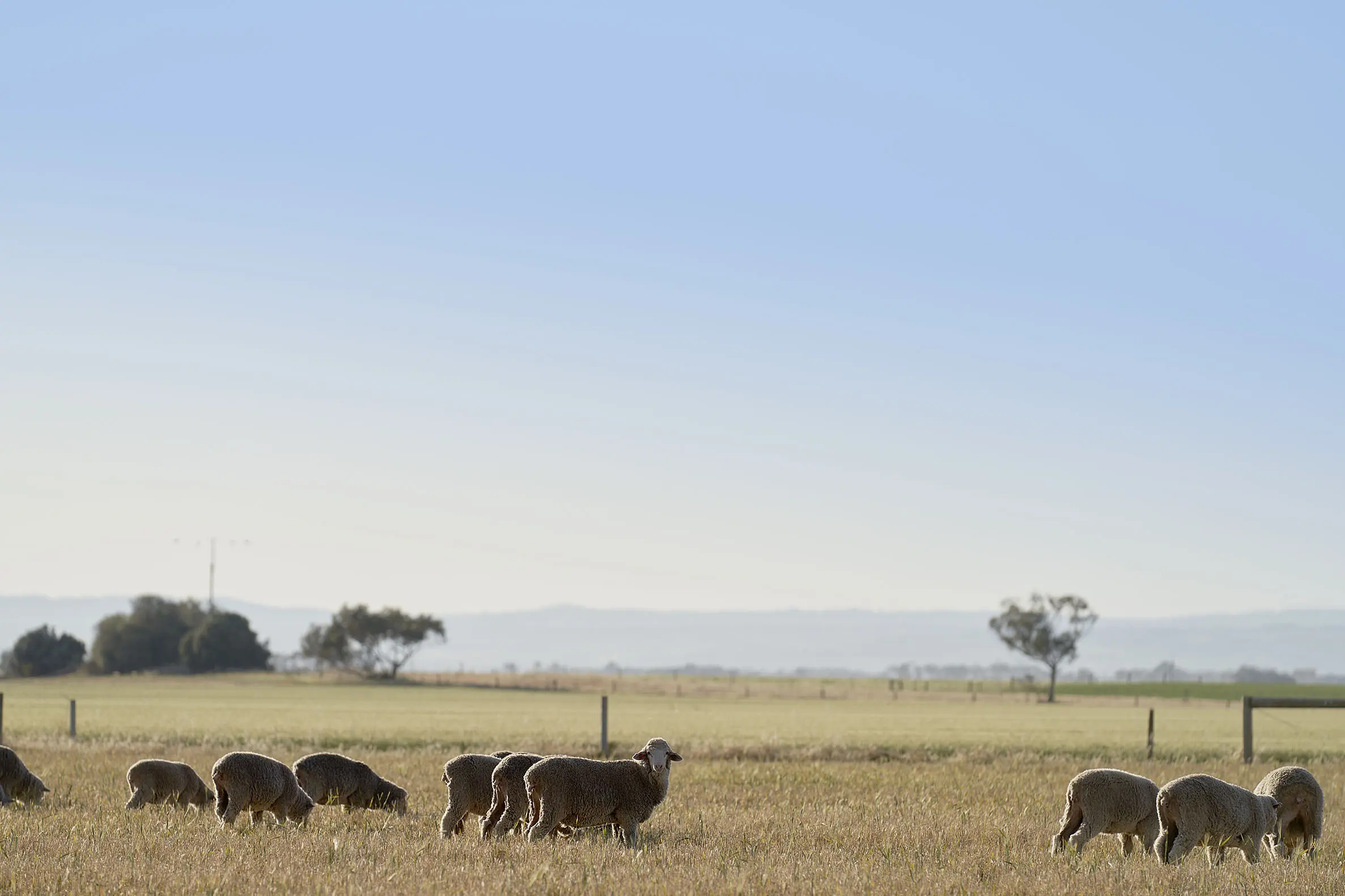 Sheep - South Australia