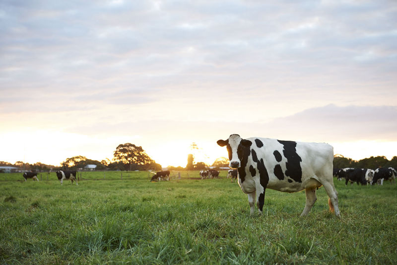 Holstein for Ridleys