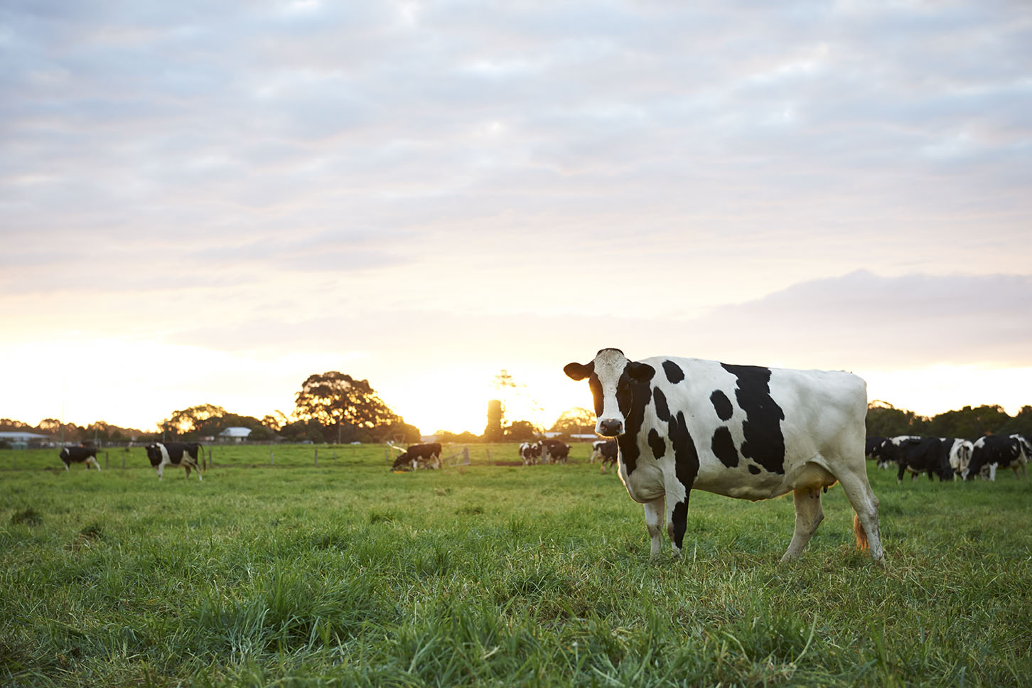 Holstein for Ridleys