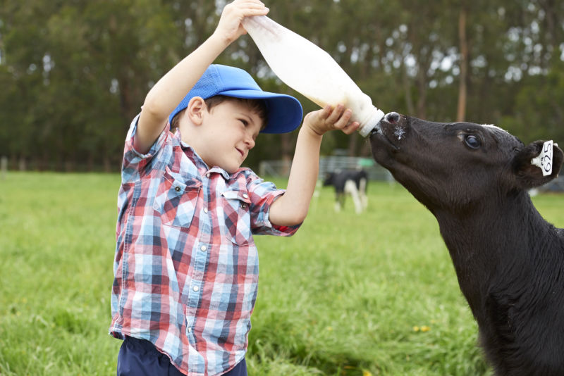 Ridleys calf feeder
