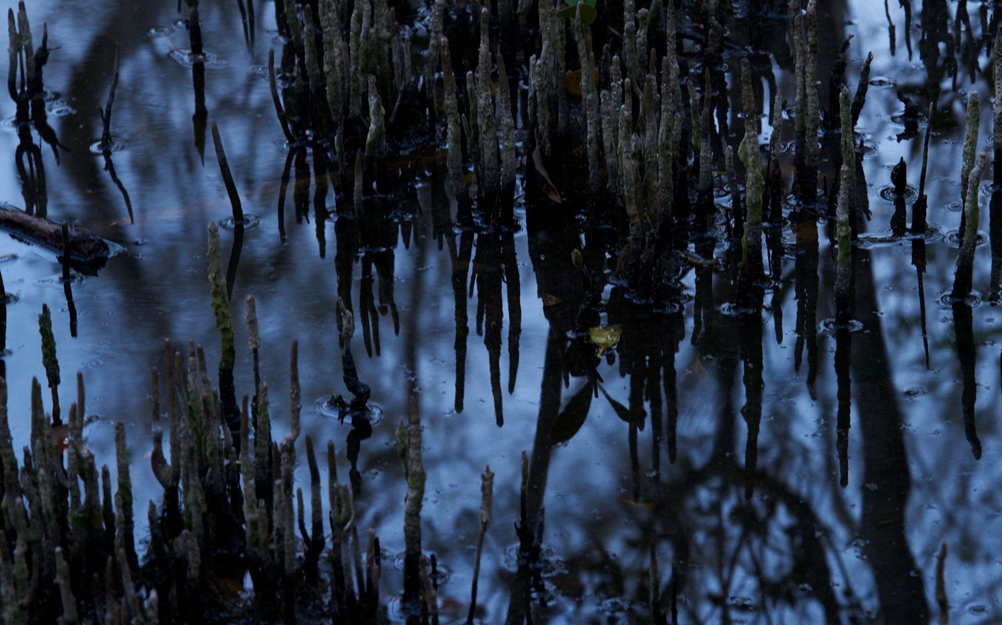 Mangroves