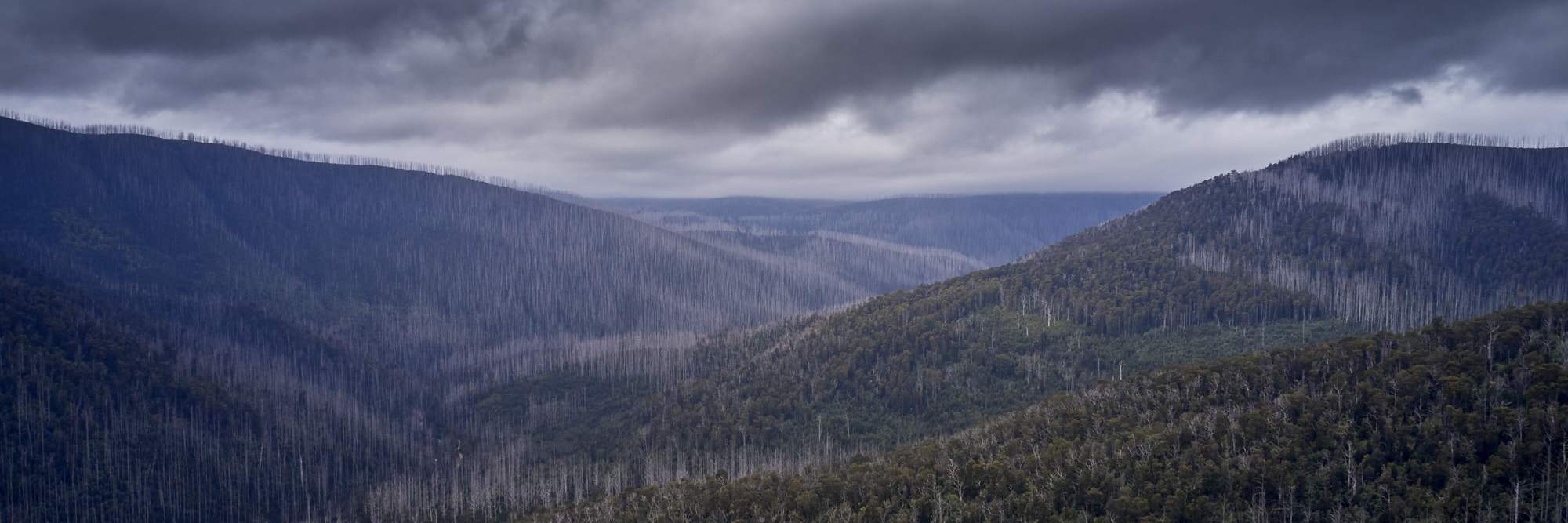 Black Spur 10 years after Black Saturday