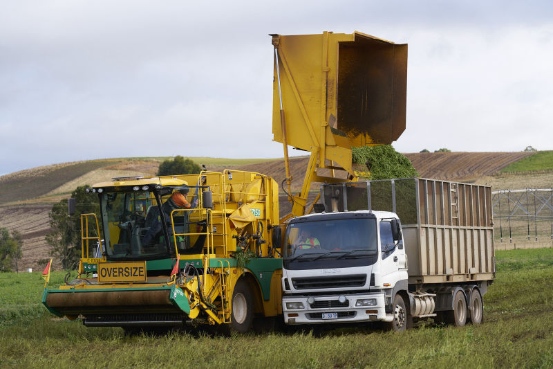 Green bean harvesting for for Simplot Australia
