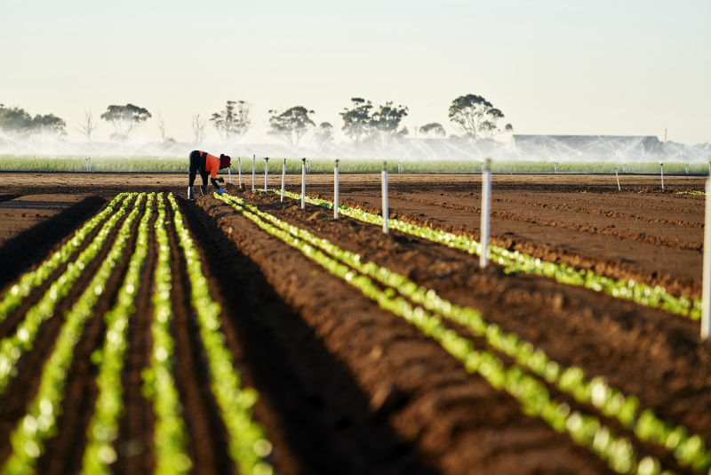 Planting Fragapane Farms