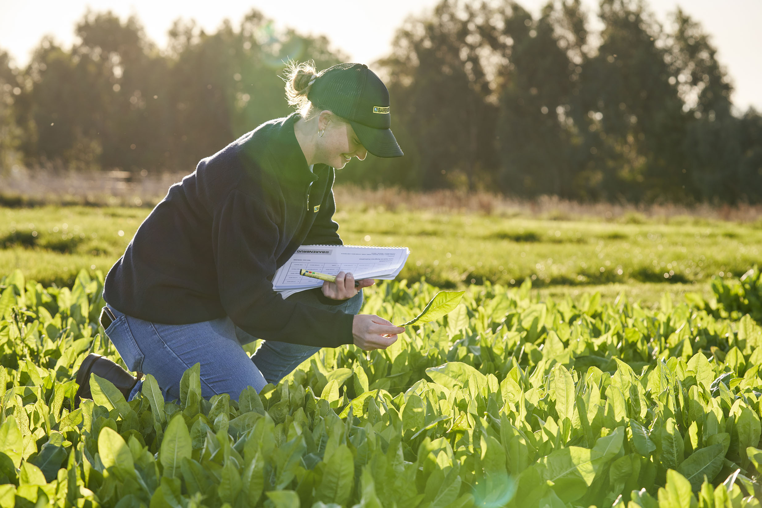 Crop trials for Barenbrug