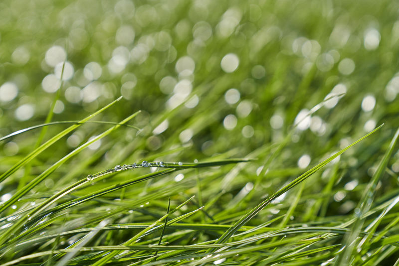 Forefront for Barenbrug