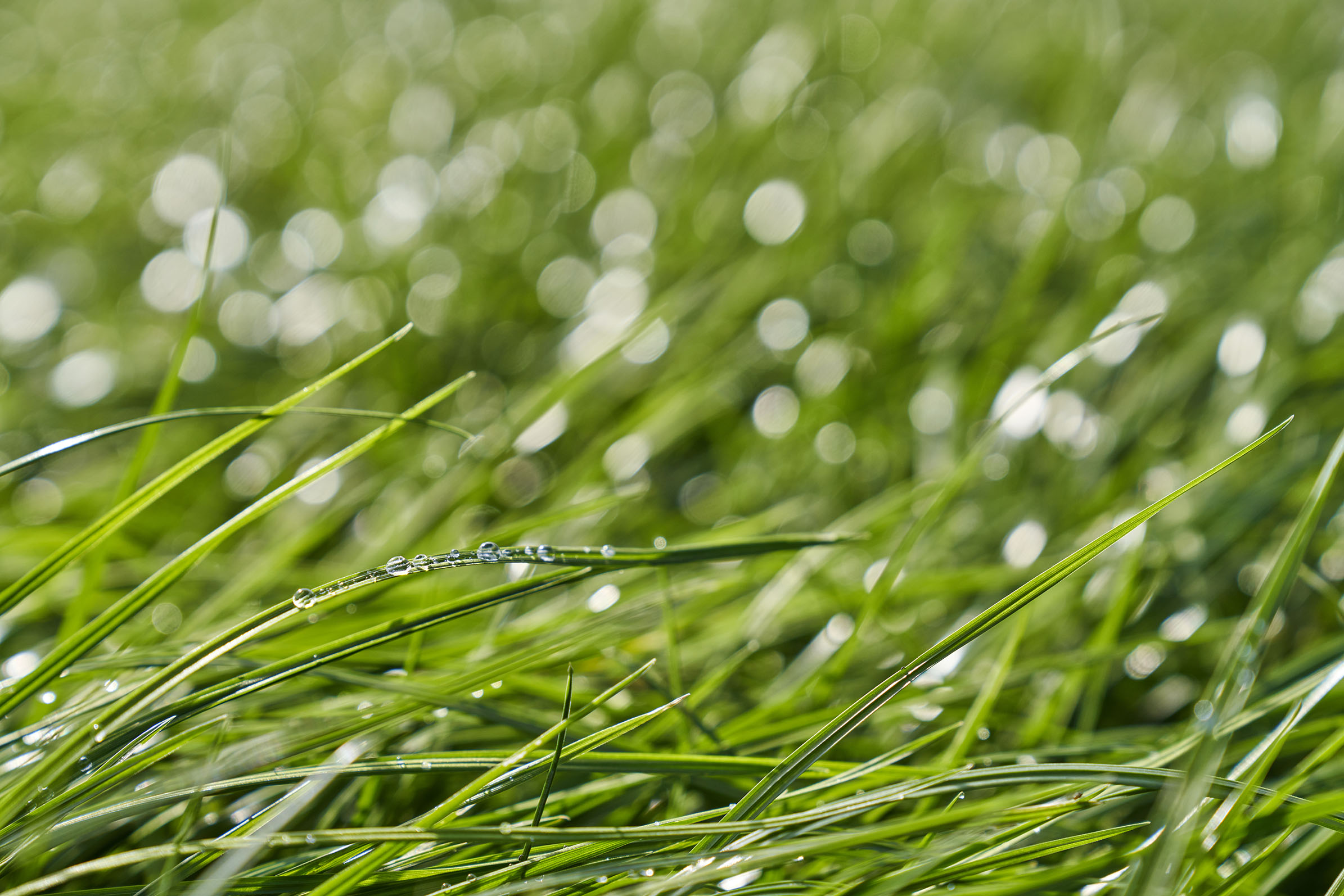 Forefront for Barenbrug