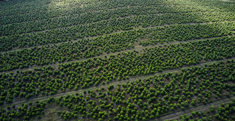 Christmas tree farm - Denmark