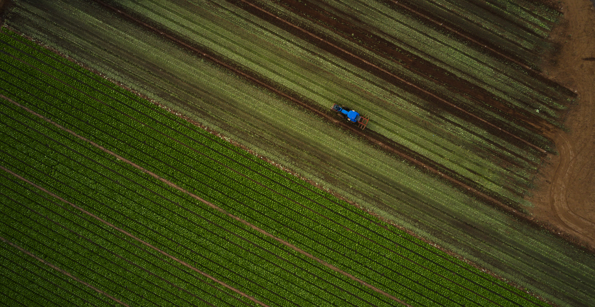 Wild trout cooked over fire