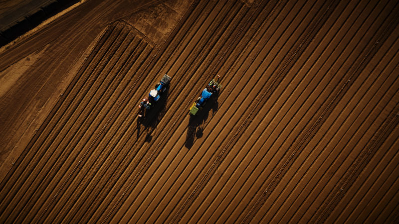 Fragapane Farms - Veggie planting