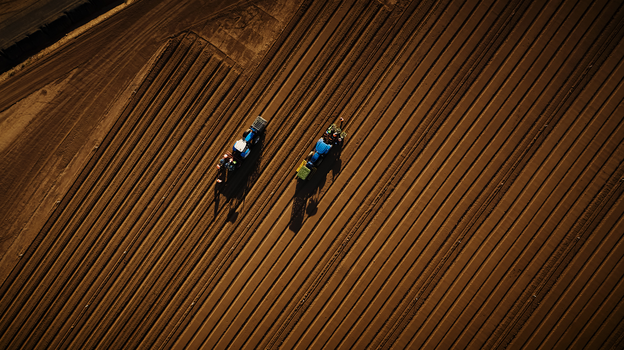 Fragapane Farms - planting