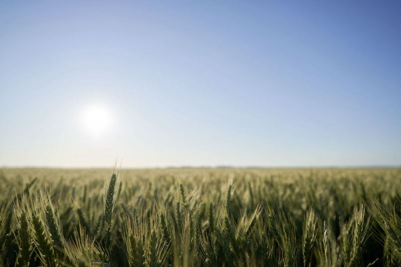 Wheat field