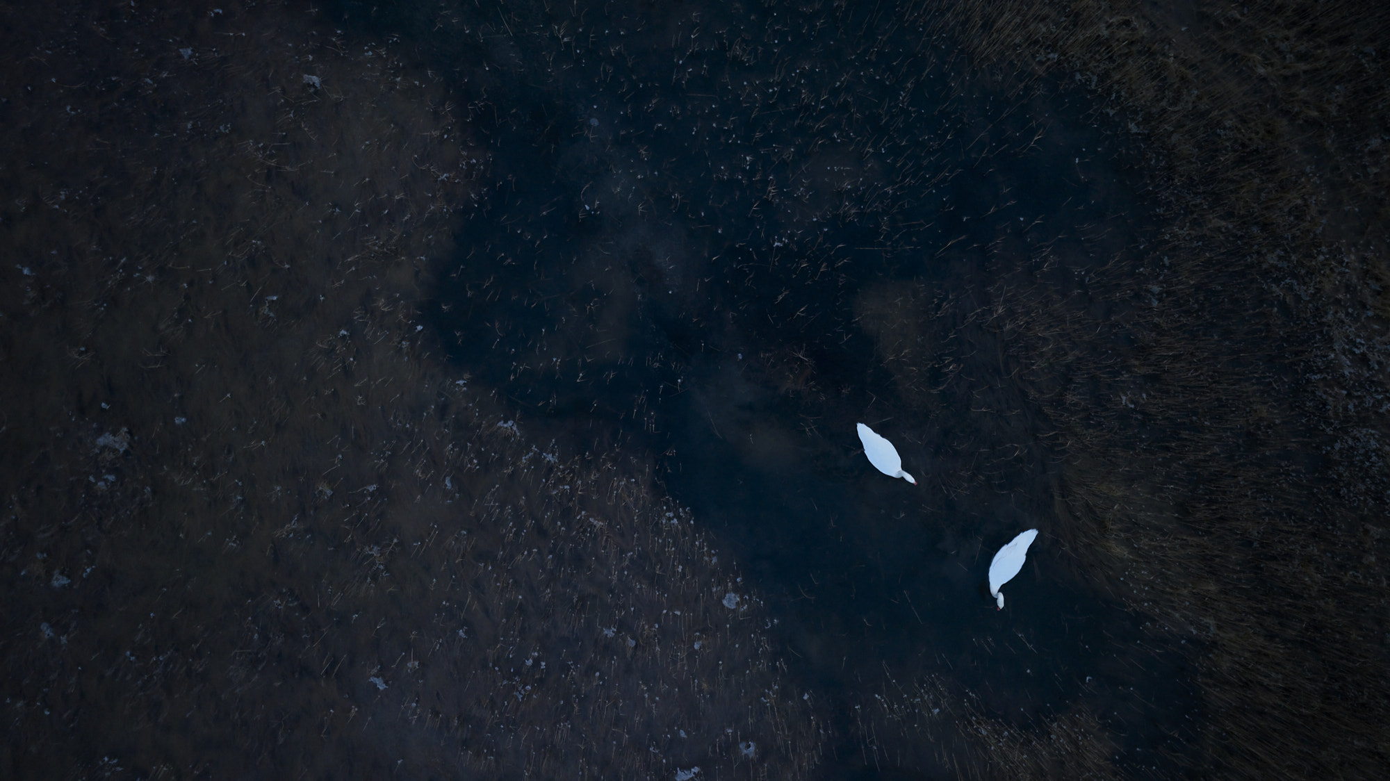 Swans from above - Drejet Denmark