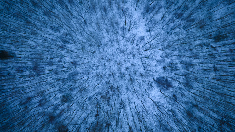 Naked trees - Denmark